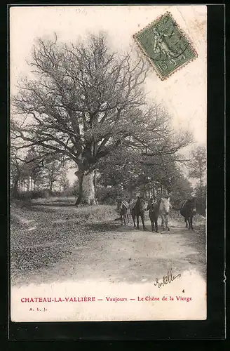 AK Chateau-la-Vallière, Vaujours, Le Chêne de la Vierge