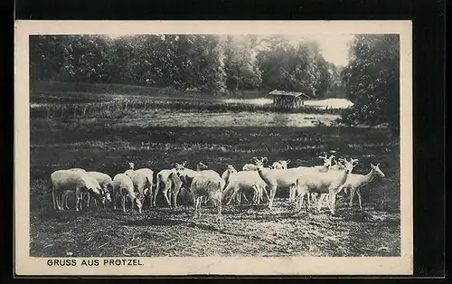 AK Prötzel, Waldpartie mit Rehen
