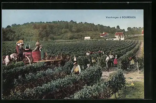 AK Bourgueil, Les Vendanges