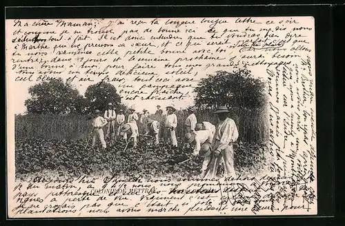 AK Mettray, Colonie de Mettray, Traveaux agricoles