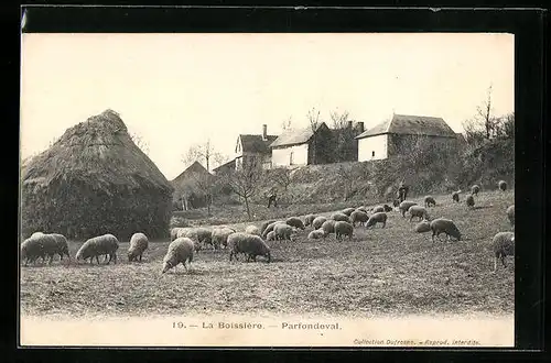 AK La Boissiere, Parfondeval, Schafe auf der Weide