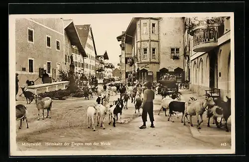 AK Mittenwald, Heimkehr der Ziegen von der Weide