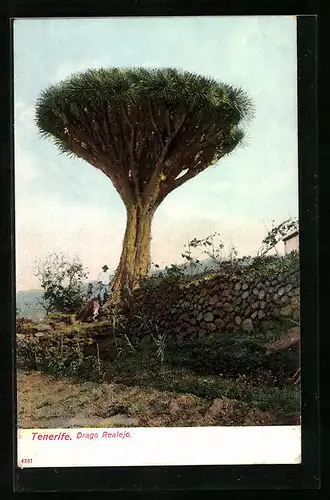 AK Tenerife, Drago Realejo