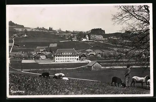 AK Riggisberg, Ortsansicht vom Feld aus, Weidende Ziegen