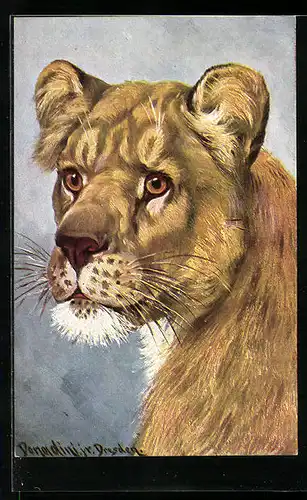Künstler-AK Ermenegildo Carlo Donadini: Portrait einer Löwin