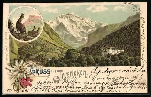 Lithographie Interlaken, Blick zum Hotel, Gämse auf einem Berg