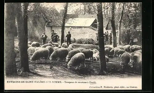 AK Pendé, Troupeau de moutons