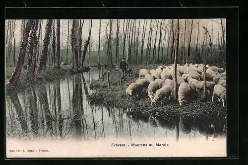 AK Frèvent, Moutons au Marais