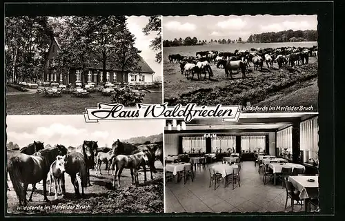 AK Dülmen, Gasthaus Waldfrieden innen und aussen, Wildpferde im Merfelder Bruch