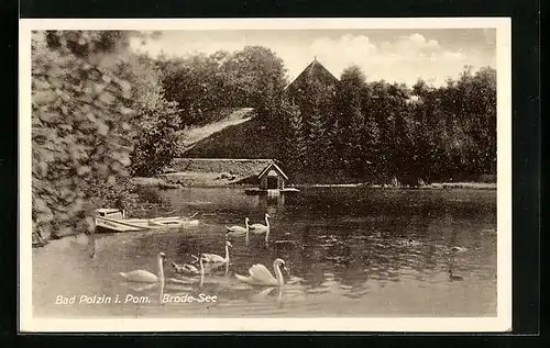 AK Polzin, Brodesee mit Schwänen