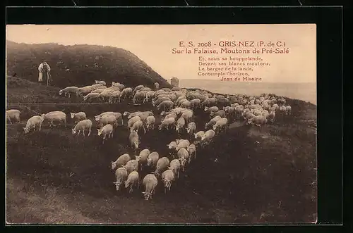 AK Gris-Nez, Sur la Falaise, Moutons de Prè-Salè