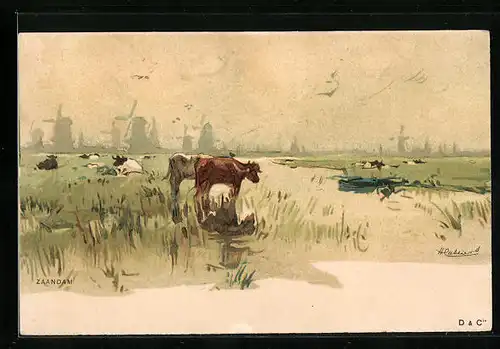 Künstler-AK Henri Cassiers: Weidende Rinder, Im Hintergrund Windmühlen