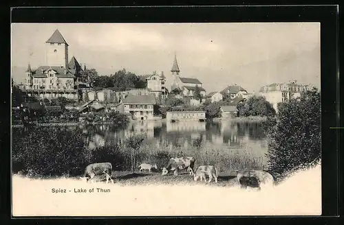 AK Spiez, Thunersee mit Kühen