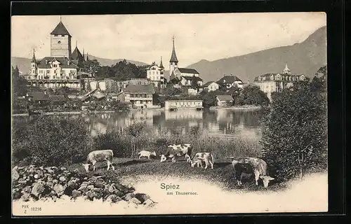 AK Spiez, Thunersee mit Kühen