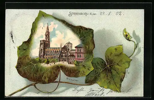 Lithographie Strassburg, Ansicht vom Münster auf Efeu