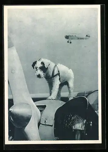 AK Talisman, Hund steht auf Flugzeug