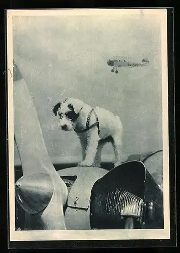 AK Talisman, Hund steht auf Flugzeug