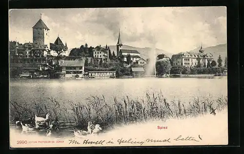 AK Spiez, Uferpartie mit Blick zur Kirche und zum Schloss