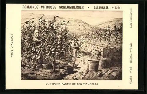 AK Guebwiller, Domaines Viticoles Schlumberger, Vue d`une Partie de ses Vignobles