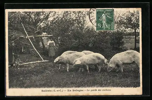 AK Salbris, En Sologne - La garde des cochons