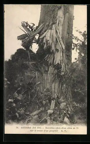 AK Terribles effets d`un obus sur le tronc d`un peuplier, Guerre de 1914