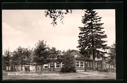 AK Benneckenstein / Harz, am Waldschlösschen