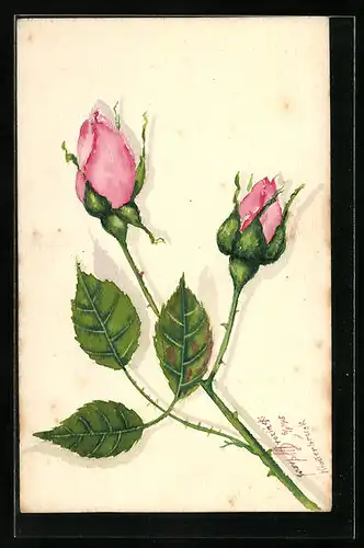 Künstler-AK Handgemalt: Zwei pinke Rosenblüten, Blumen