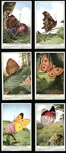 6 Sammelbilder Liebig, Serie Nr.: 1759, Letters en Cijfers bij de Vlinders, Schmetterlinge