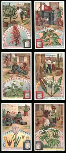 6 Sammelbilder Liebig, Serie Nr.: 906, Arzneipflanzen, Safran, Ricinus, Rhababer, Kampfer, Aloe, Chinarinde