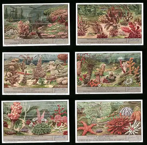 6 Sammelbilder Liebig, Serie Nr.: 1345, Paysages sous-Marins, Seestern, Koralle, Seegurke