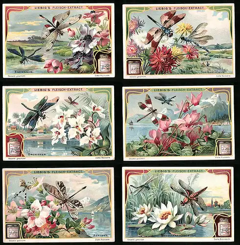 6 Sammelbilder Liebig, Serie Nr.: 896, Blumen und Insekten, Seerose, Azalee, Orchidee, Chrysanthemum, Anemone, Libelle