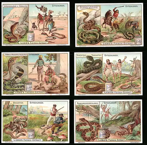 6 Sammelbilder Liebig, Serie Nr.: 748, Giftschlangen, Kreuzotter, Todesotter, Cobra, Klapperschlange, Hornviper