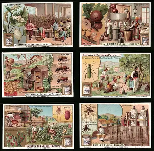 6 Sammelbilder Liebig, Serie Nr.: 736, Nutzbringende Insekten, Seidenspinne, Spanische Fliege, Biene, Seidenraupe, Wespe