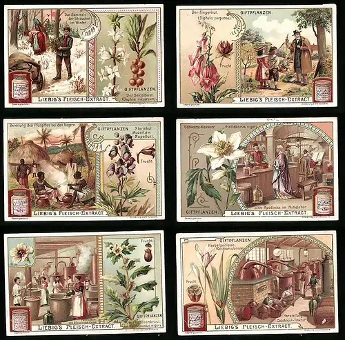 6 Sammelbilder Liebig, Serie Nr.: 792, Giftpflanzen, Bilsenkraut, Colchicin, Sturmhut, Fingerhut, Seidelbast, Nieswurz