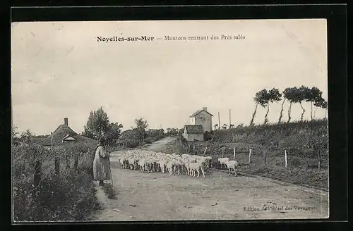AK Noyelles-sur-Mer, Moutons rentrant des Prés salés