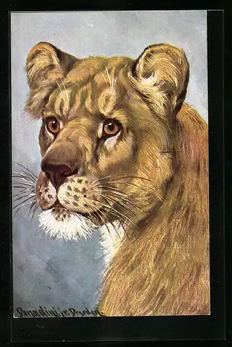 Künstler-AK Ermenegildo Carlo Donadini: Löwin mit wachem Blick