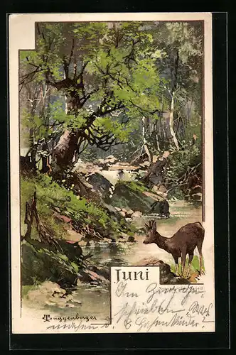Künstler-AK Theodor Guggenberger: Juni, das Reh am Bachufer im Wald