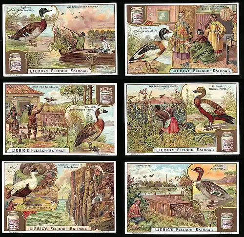 6 Sammelbilder Liebig, Serie Nr.: 803, Zucht & Jagd von Wasservögeln, Krickente, Eiderente, Witwenente, Stockente