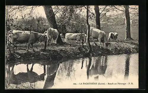 AK La Pacaudière, Boefs au Paturage