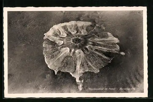 AK Nordseebad St. Peter, Riesenqualle