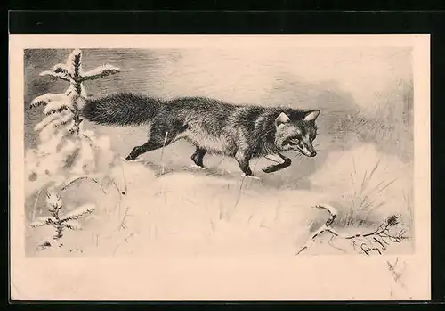 AK Rotfuchs durch den hohen Schnee stapfend