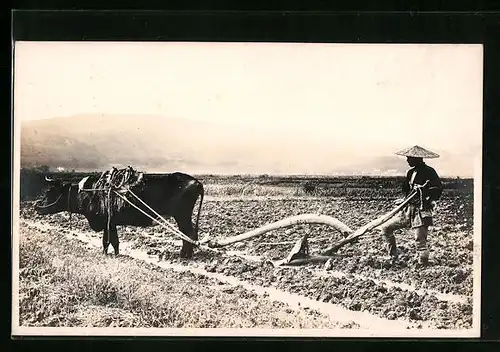 AK Ochsengespann auf einem süd-ost-asiatischem Feld