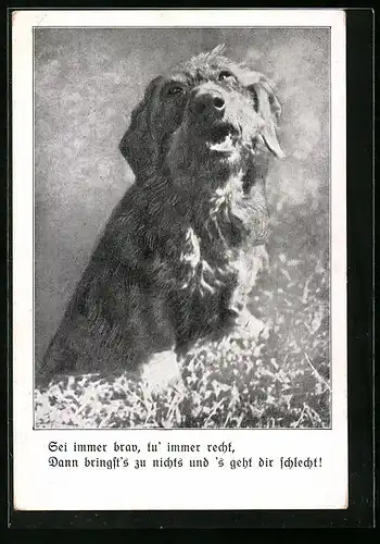 AK Hund sonnt sich auf Wiese