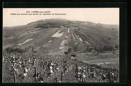 AK L`Orme-aux-Loups, Cette vue montre une partie du Vignoble du Sancerrois