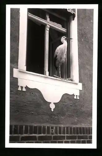 Fotografie Vogel Storch auf einem Fensterbrett in Berlin stehend