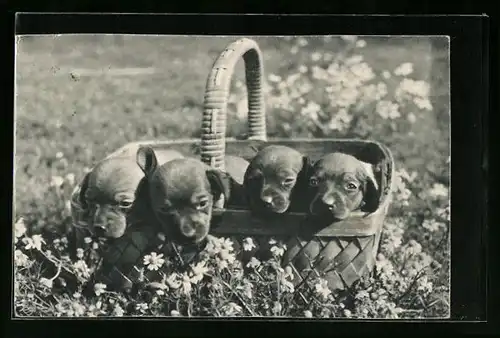 AK Korb voller Hundewelpen