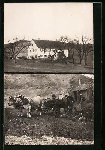 AK Landwirtschaftlich genutztes Ochsengespann auf dem Feld