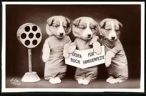 Fotografie Fotomontage, Hundewelpen mit Liederbuch für Familienfeste