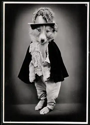 Fotografie vermenschlichter Hund trägt Cape & Federhut