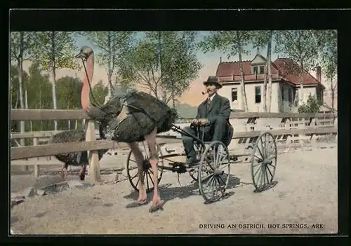 AK Driving an Ostrich, Vogelstrauss-Gespann